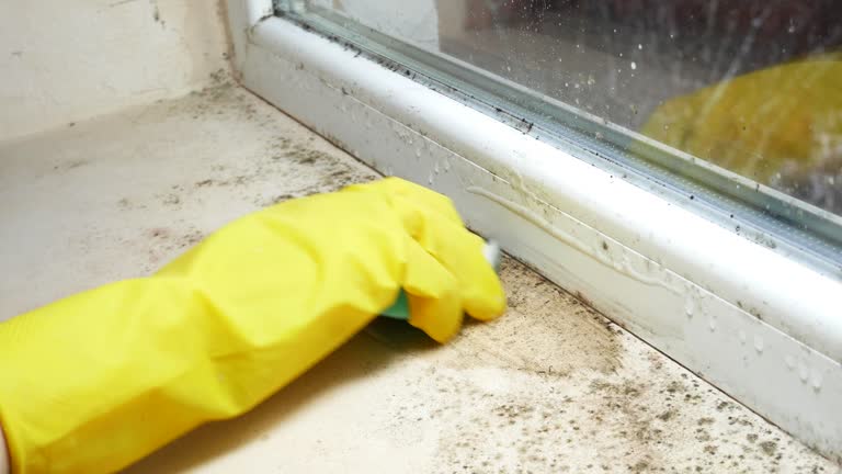 Environmental Consulting for Mold Prevention in Flora Vista, NM